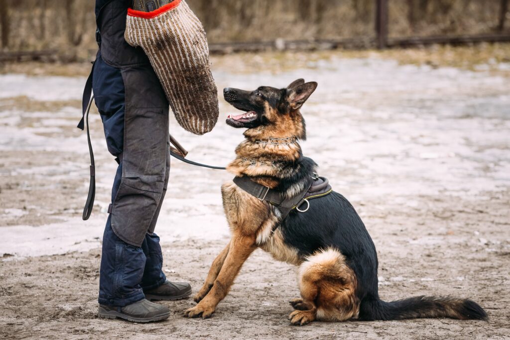 German Shepherd Dog Training. Alsatian Wolf Dog. Deutscher, Dog.